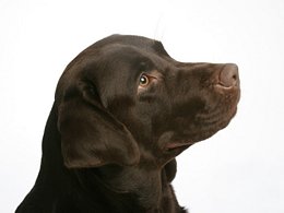 Galera fotos de animales domsticos